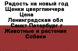 Радость на новый год! Щенки цвергпинчера. › Цена ­ 18 000 - Ленинградская обл., Санкт-Петербург г. Животные и растения » Собаки   